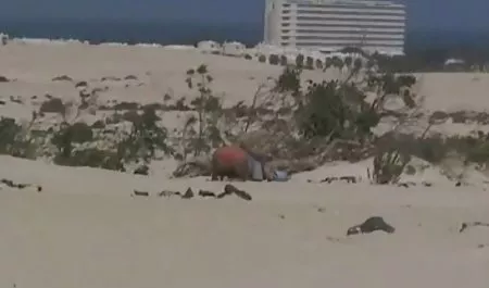 الساخنة تحقق الجبل سكس عربي سكس عربي افلام سكس عربي 0